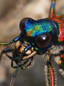 昆虫と甲殻類の目複眼の持つメリットと進化の歴史を紹介します。