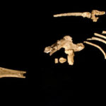 アファレンシスのオスの化石？　　「カダヌームー」の発見
