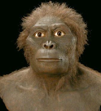 アフリカ中央部で見つかった新種の猿人。バーレルザガリの正体